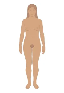 Breast Prints: Cross section biomedical illustration of young woman after puberty