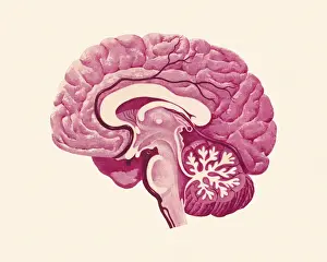 Cross Section of a Brain