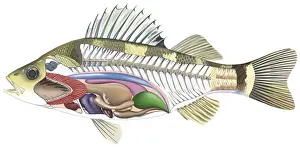 Skeleton Prints: Cross-section diagram of a bony fish illustrating skeleton and internal organs, side view