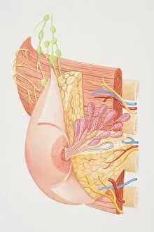 Section Gallery: Cross-section diagram of female breast