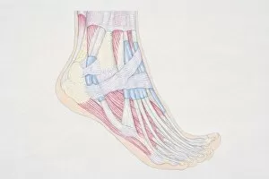 Images Dated 3rd July 2006: Cross-section diagram of human foot, side view