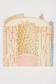 Images Dated 19th June 2006: Cross-section diagram of a human long bone