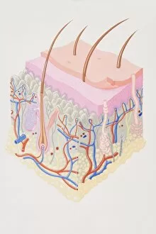 Images Dated 4th July 2006: Cross-section diagram of human skin