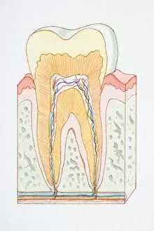 Images Dated 13th June 2006: Cross-section diagram of human of tooth