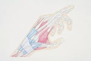 Images Dated 3rd July 2006: Cross-section diagram of pointing hand