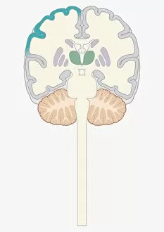 Brain Stem Collection: Cross section digital illustration of brain highlighting cerebral cortex, thalamus, and brain stem