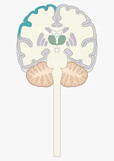 Cross section digital illustration of brain highlighting cerebral cortex, thalamus, and brain stem