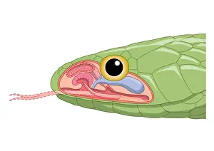 Cross section digital illustration of green snake head showing Jacobsons organ