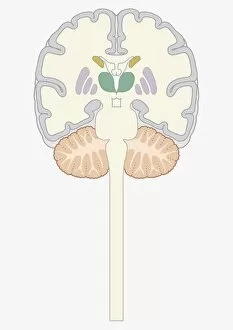 Cross section digital illustration of human brain showing caudate nucleus, putamen, external globus pallidus