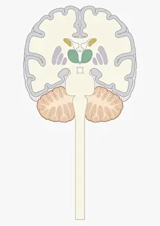 Prints of Cross section digital illustration of human brain showing caudate nucleus, putamen, external globus pallidus, and internal globus pallidus The Human Brain Prints: Cross section digital illustration of human brain showing caudate nucleus