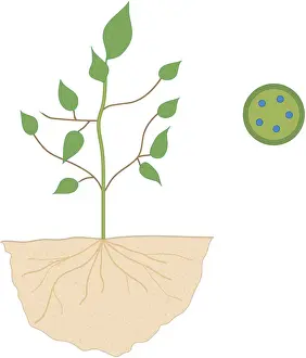 Cross section digital illustration of plant with roots in soil and inset showing how water is drawn up through tubes in stem called Xylem