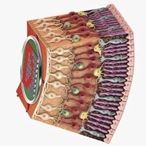 Eyesight Prints: Cross section digital illustration of retina with futuristic retinal implant