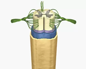 Images Dated 5th January 2010: Cross section digital illustration of spinal cord and nerves