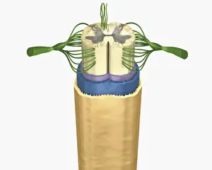 Cross section digital illustration of spinal cord and nerves