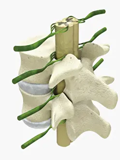 Spine Prints: Cross section digital illustration of spinal cord and nerves surrounded by vertebra