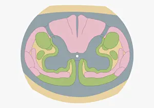 Prints of Cross section digital illustration of spinal nerve fibres and convey motor signals highlighted in pink and green The Human Brain Prints: Cross section digital illustration of spinal nerve fibres and convey motor signals highlighted in pink and green
