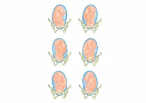 Six cross section digital illustrations of foetus showing position head in pelvis
