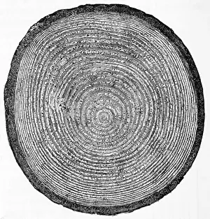 Fir Tree Prints: Cross Section of Fir Trunk