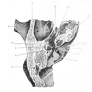 Noise Prints: Cross-section of hearing apparatus