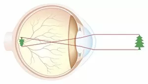 Images Dated 23rd November 2006: Cross section of human eye