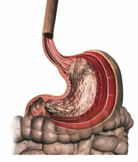 Images Dated 23rd November 2006: Cross section of human stomach