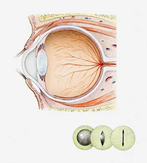 Cross section iIllustration of eye of domestic cat with inset illustrations of green iris and black pupils