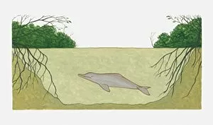 Images Dated 22nd March 2011: Cross section illustration of Amazon River Dolphin (Inia geoffrensis)