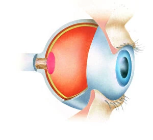 Dorling Kindersley Prints Collection: Cross section illustration of anatomy of human eye showing use of optic nerve