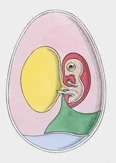 Cross section illustration of bird embryo inside egg