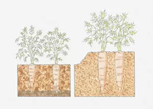 Images Dated 13th May 2011: Cross section illustration of carrots growing in deep beds where roots reach deeper into fertile