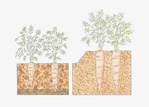 Carrot Prints: Cross section illustration of carrots growing in deep beds where roots reach deeper into fertile soil