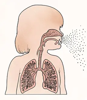 Trachea Prints: Cross section illustration of child in profile showing lungs and trachea