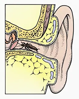 Balance Prints: Cross section illustration of Common Earwig (Forficula auricularia) in auditory canal of ear