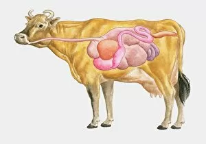 Ink And Brush Collection: Cross section illustration of cow digestive system