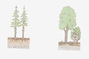 Cross section illustration of deciduous and conifer layering Cross section illustration of deciduous and conifer layering