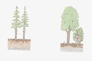 Conifer Prints: Cross section illustration of deciduous and conifer layering