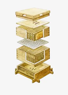 Medium Group Of Objects Prints: Cross section illustration of disassembled wooden beehive