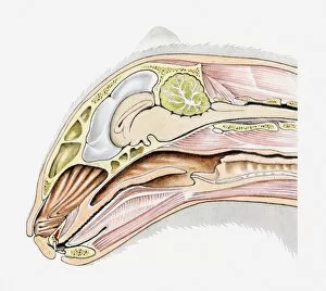 Images Dated 18th May 2011: Cross section illustration of domestic cat (Felis Catus) head in profile