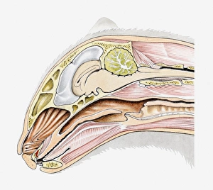 Cross section illustration of domestic cat (Felis Catus) head in profile