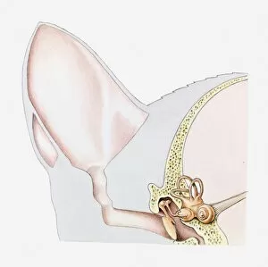 Cross section illustration of ear of domestic cat (Felis Catus)