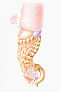 Stomach Prints: Cross section illustration of first trimester of human pregnancy showing nipple