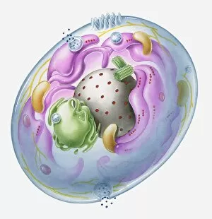 Images Dated 6th April 2010: Cross section illustration of generalised human cell with major organelles