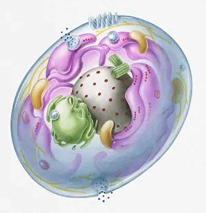 Cross section illustration of generalised human cell with major organelles