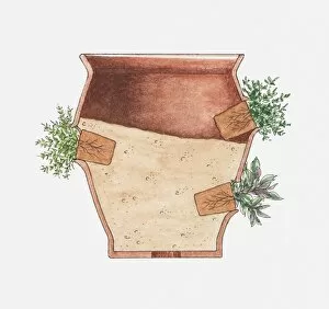 Cross section illustration herbs growing out of the side of plant pot at an angle