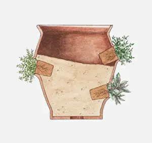 Plant Pot Prints: Cross section illustration herbs growing out of the side of plant pot at an angle