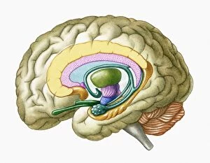 Images Dated 6th April 2010: Cross section illustration of human brain showing limbic system and primitive forebrain