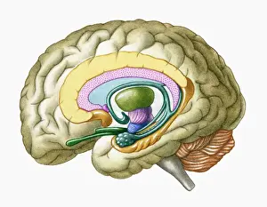 Cross Section Prints: Cross section illustration of human brain showing limbic system and primitive forebrain