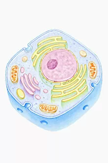 Images Dated 25th February 2008: Cross section illustration of human cell