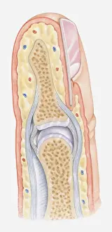 Human Finger Prints: Cross section illustration of human finger
