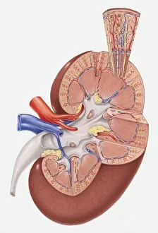 Images Dated 7th April 2010: Cross section illustration of human kidney